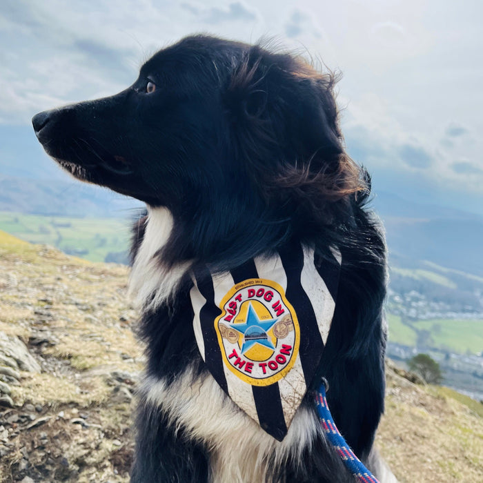 Best Dog In The Toon Dog Bandana | Brown Ale | Cute Dog Collar Girl Boy Dog Accessories | UK Seller | Adjustable Puppy Bandana, Fathers Day